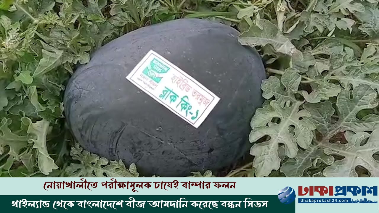 তরমুজের নতুন জাত ব্ল্যাক কিং এ বাজিমাত