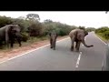 Wild Elephant In Sri Lanka Thani Aliya තනි අලියා