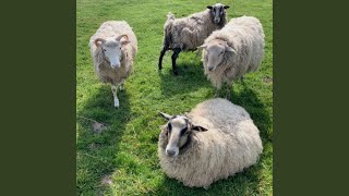 Save Me From Sin City (Acoustic Version)