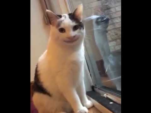 A Very Polite Cat