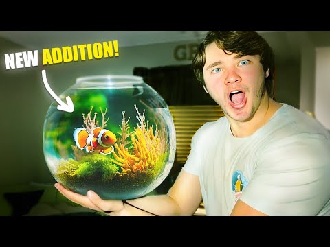 Ich habe meinem Clownfisch eine Anemone gekauft