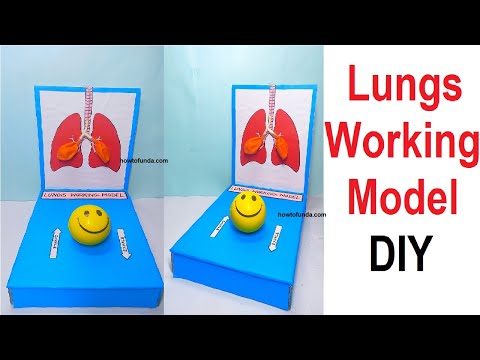 human respiratory system working model 3D for school science project lungs working howtofunda
