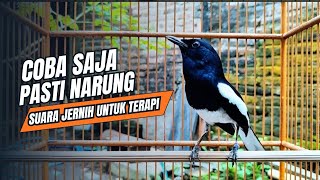 Download lagu suara BURUNG kacer GACOR ngeplong KONSLET Tarung ini Paling Ampuh buat PANCINGAN KACER agar EMOSI mp3