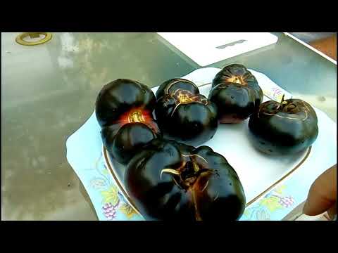 , title : 'A quick taste test of the black beauty tomato grown from Baker Creek seeds.'