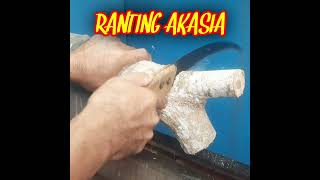 Download lagu BUBUT KAYU _ Kerajinan Ranting Kayu Akasia #shorts mp3 Download lagu BUBUT KAYU _ Kerajinan Ranting Kayu Akasia #shorts mp3