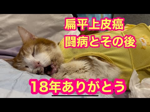猫の扁平上皮癌 - 診断