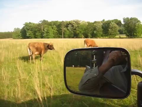 Checking the cows    V-10