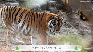 여전히 소녀 같은.. 방사장에서 유유자적하는 엄마 펜자🐅🥰 (25.1.26)
