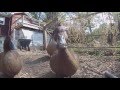 Composting Swales