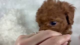 トイプードルの動画01