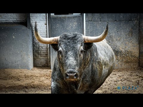 SORTEO | Corrida de toros 28 mayo, Adolfo Martín