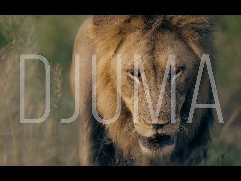 Djuma Sabi Sands Safari - Sony A7III & Sony FS5 | Incredibly Beautiful