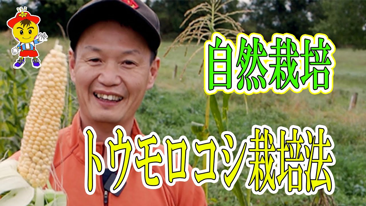 粒がしっかり詰まった甘いトウモロコシの育て方|自然栽培のポイント