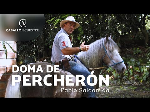 ⚡ Doma de potro PERCHERÓN 🐴  - Pablo Saldarriaga