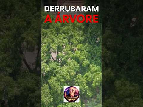 Thumbnail de Clipe da música Derrubaram a Árvore 🎵#shorts #viralshorts #music