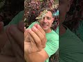 FEEDING WILD GRASS HOPPER TO PET BASS