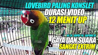 Download lagu LOVEBIRD PALING KONSLET | DURASI 12 MENIT UP VIDEO | GAYA DAN SUARA PALING EXTRIM - M.T.R GAPURA SF mp3