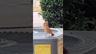 Download lagu Burung Cardinal Utara betina/suara panggilan mp3