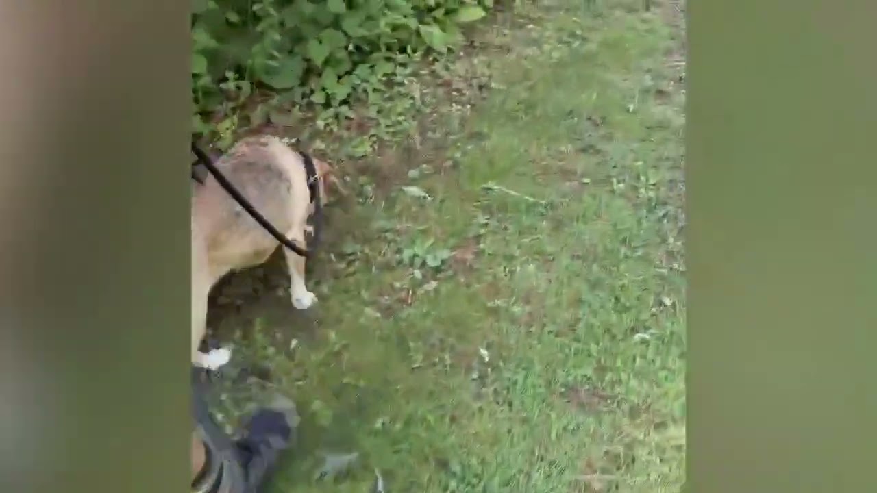 Enlarge Briar, a ADOPTABLE mixed breed in Shippenville, PA video 6/6