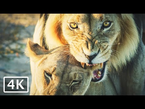 Lions Mating in the Kalahari Desert - 4K African animals and wildlife