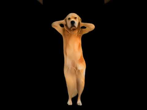 🥰😍🤩cute Dog dance। UP bala thumka💃 lagao🥰❤️😍