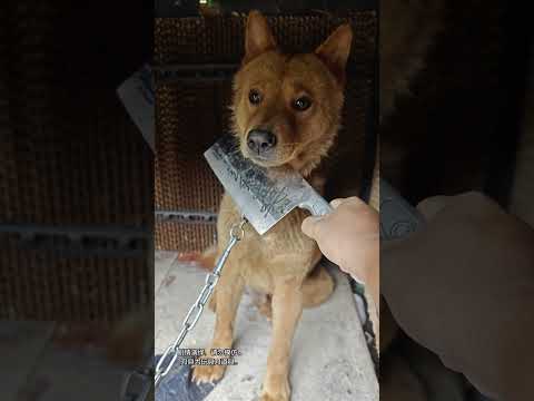 chú chó ngốc đòi đồ ăn và cái kết