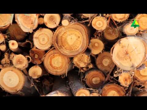 Certifica+ | A Gestão Florestal Sustentável pelos Líderes do Setor