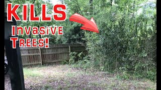 Invasive Sweet Gum & Elm Trees Kept Sprouting Back In My Yard, Until I Killed Them With This!