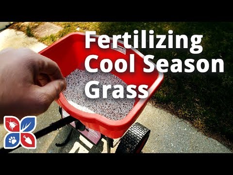  Do My Own Lawn Care  - How to Fertilize Cool Season Grass Video 