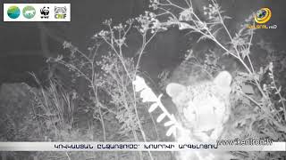 Կովկասյան ընձառյուծը՝ Խոսրովի արգելոցում