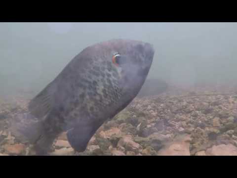 TN WildCast 88 - Fishing and Small Lake Management with Chris Cole