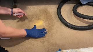Watch this bleach stain disappear on this beige nylon carpet!