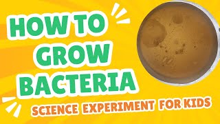 How to Grow Bacteria on DIY Petri Dishes