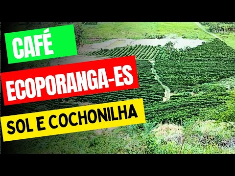 agricultor de café foi prejudicado pelo sol em Ecoporanga-ES