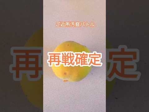 隣人からの好奇の目から守るために、どのバルコニーのプライバシースクリーンを植えるべきですか?メンテナンスなしで 7 種…またはほぼメンテナンスなし  庭園