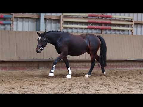 3j Stute v. Movie Star