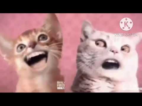 Numa Cats Sings U N C L E A R