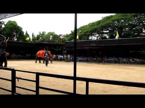 IOI 2011 - The Elephant Show - Darts