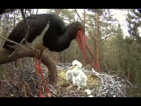 Estonian Black Storks ~ NOT FOR SENSITIVE VIEWERS! Female eliminates tiny chick, 2016 06 03 17:06