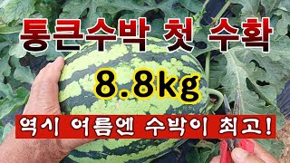 [텃밭농부 1,991]  8.8kg 짜리 통큰수박 첫 수확. 역시 여름엔 수박이 최고! #수박재배