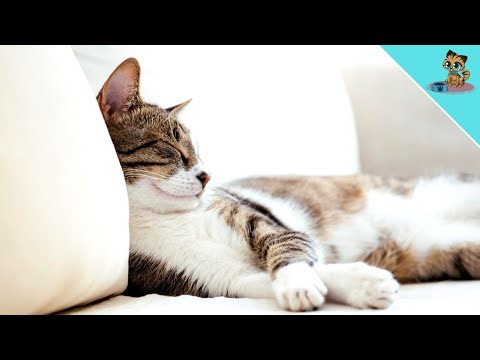 THIS Is What The Sleeping Position Reveals About Your Cat!