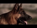 Krmivo pre psov Royal Canin German Shepherd Adult 12 kg