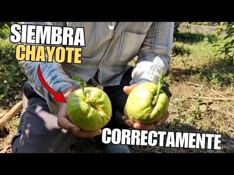 PLANTING CHAYOTE or GUISQUIL CORRECTLY