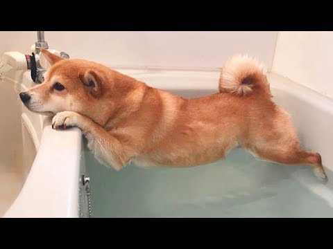 Funny Dogs Refuse To Take a Bath 🤣 Funny DOG videos 2024