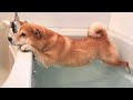 Funny Dogs Refuse To Take A Bath Funny DOG Videos 2024