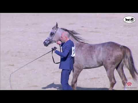 N 136 HAMAT AL KHASHAB   ERAB Arabian Horse International Show   Yearling Fillies Class 3D