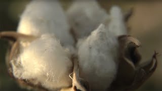 Growing Cotton
