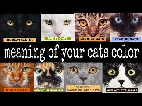 WHAT IS THE MEANING OF CATS FUR COLOR | WHAT DOES THE COLOR OF YOUR CAT REPRESENT FOR YOU #Shorts
