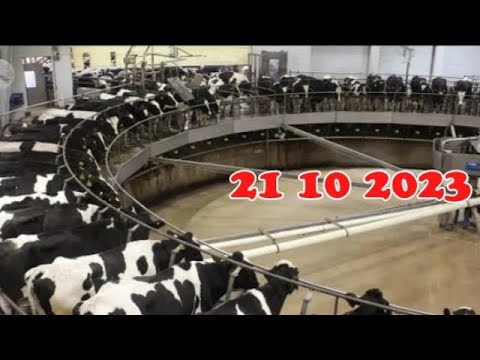 Amazing Modern Automatic Cow Farming Technology