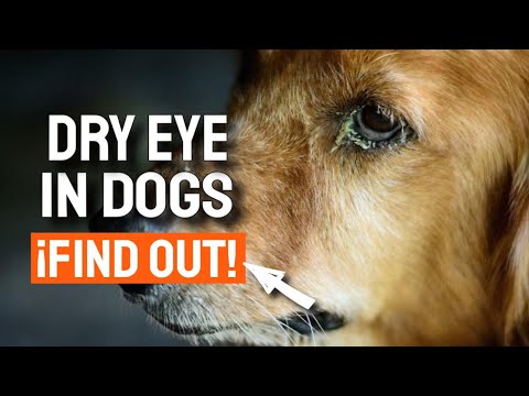 🐶👁DRY EYE SYNDROME IN DOGS